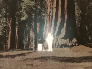 Album art detail for Nathaniel Earl’s “happy”: glowing figure beside a giant redwood in a forest